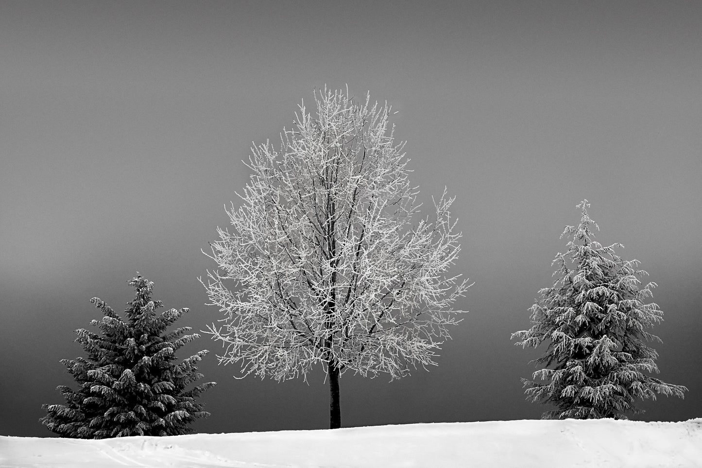 grey day